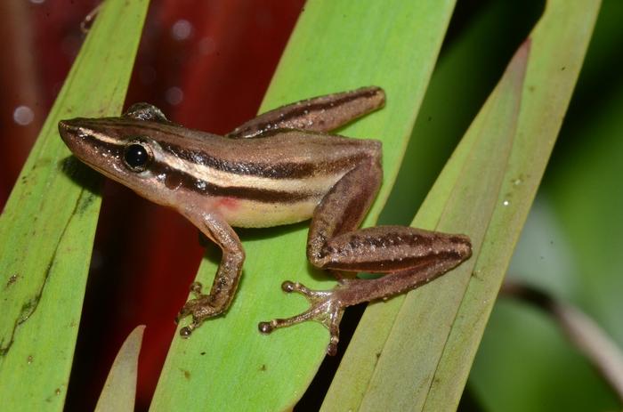 By 2100, more than 80% of amphibian species in and around the Pantanal will lose suitable habitat