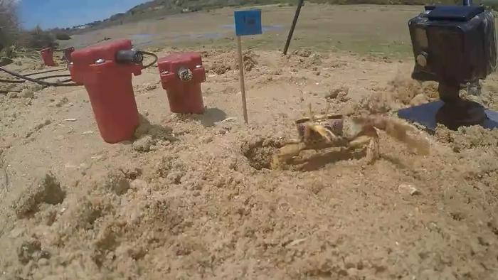 Fiddler Crab courtship